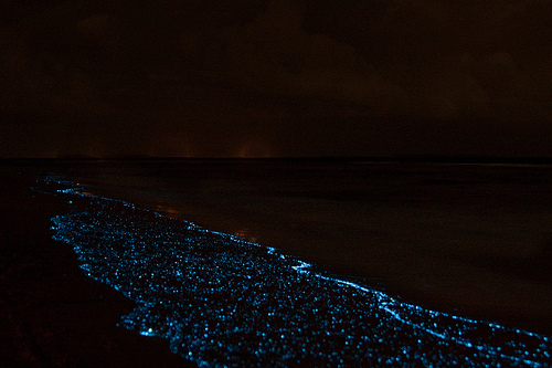 Bioluminescent-Plankton-washed-on-shore